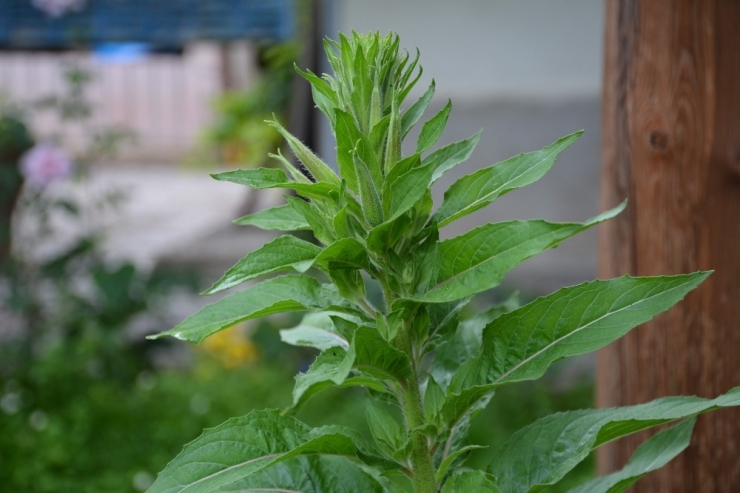 Bu Çiçek Sadece Ezanın Okunmasıyla Açıyor