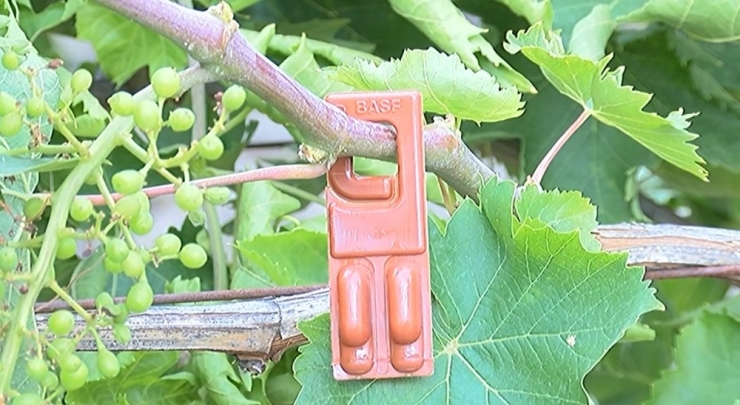 Bağlarda Salkım Güvesine Karşı Biyolojik Mücadele