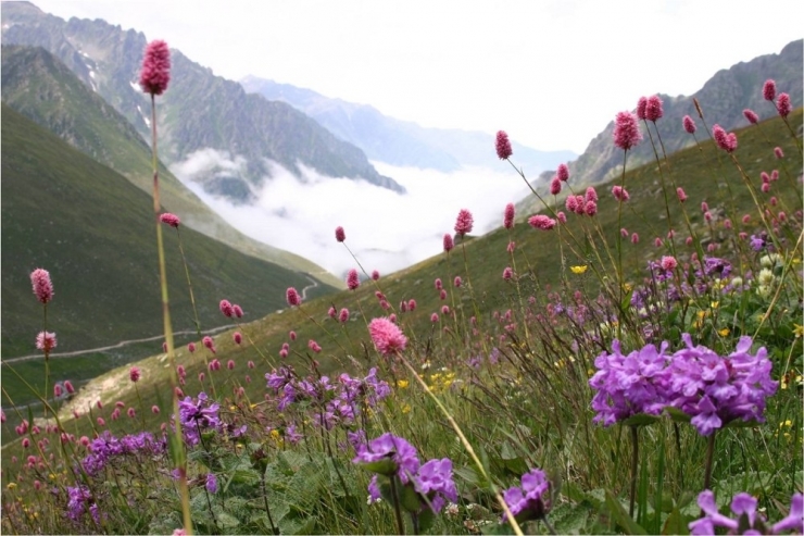 Doğu Karadeniz Bitkilerin Gen Merkezi