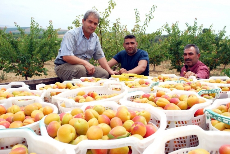 Kayısıda Bu Yıl Rekolte De Fiyatlar Da Beklentiyi Karşılamadı