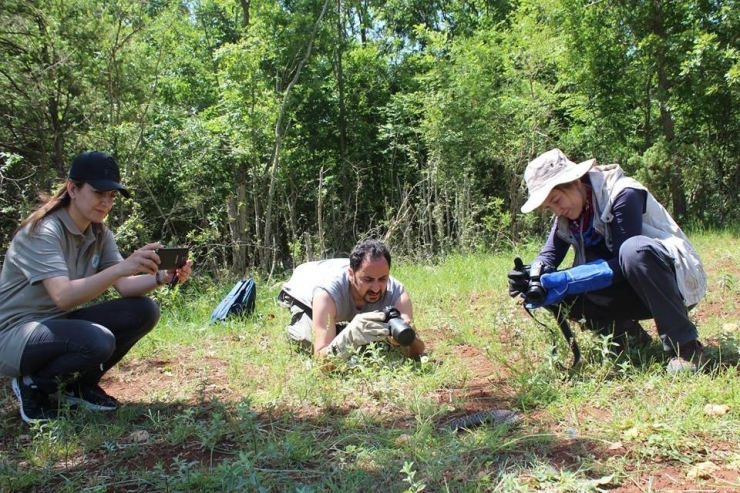 Nesli Tükenmekte Olan Yılan Bulundu