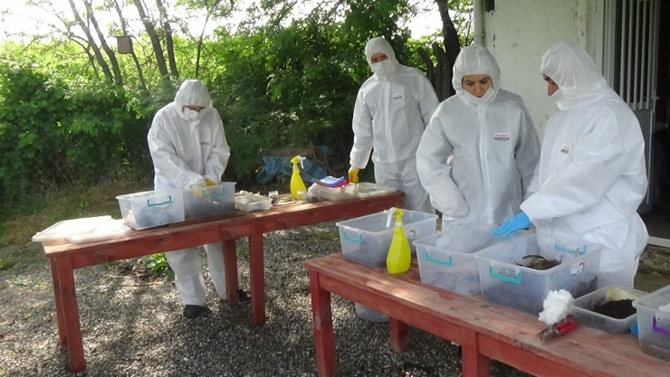 Biyolojik Yangın “Calosoma” İle Kontrol Altında