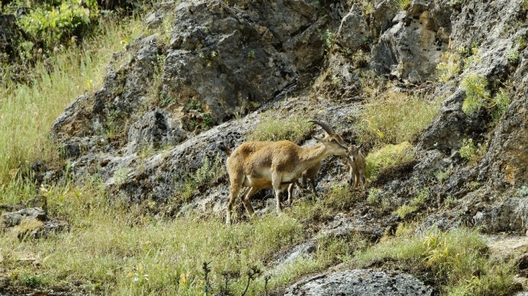 Yeni Doğmuş Dağ Keçileri Görüntülendi