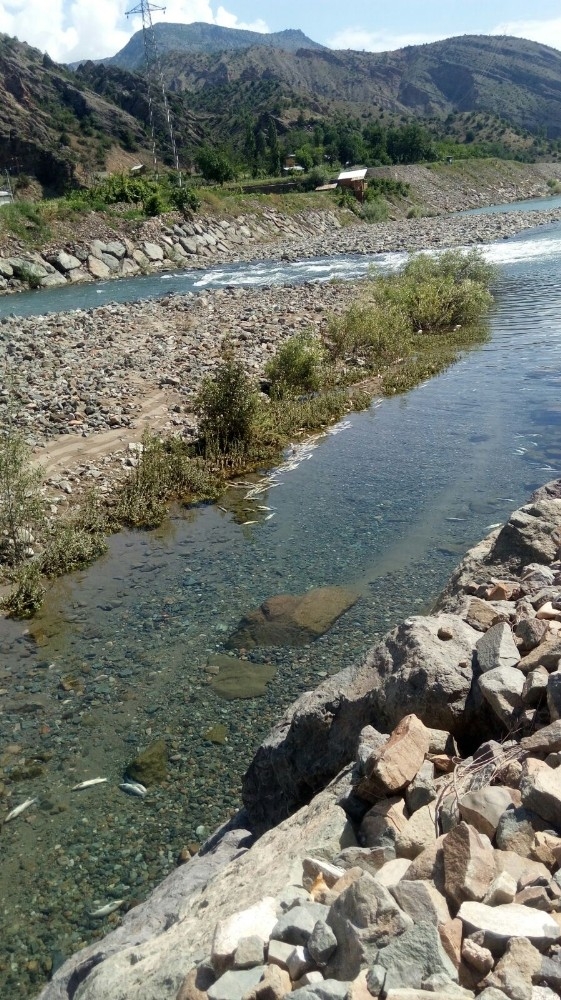 Baraj Kapakları Kapatılınca Çok Sayıda Balık Telef Oldu