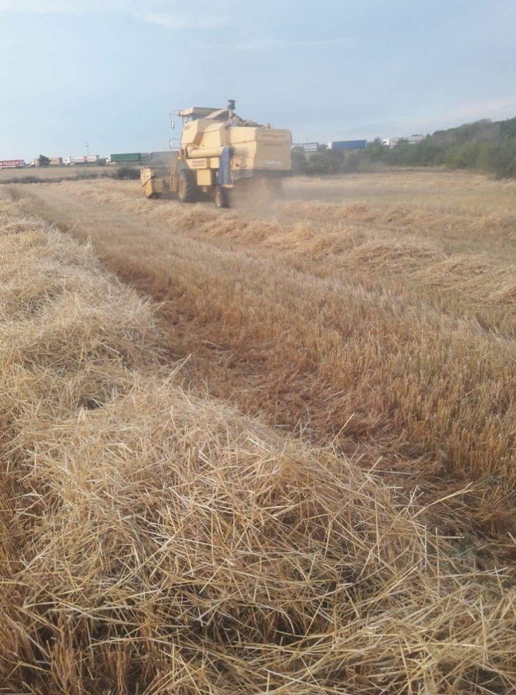 Tmo Hububat Alımına Başlıyor