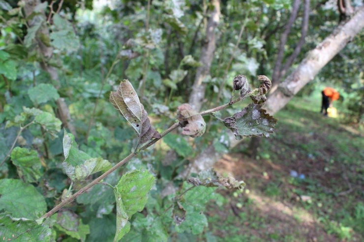 Fındıkta Külleme Yine Kapıyı Çaldı