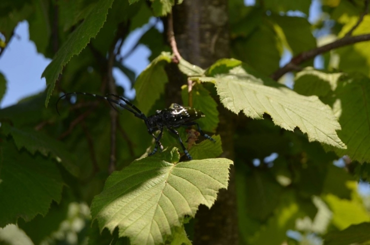 ’Drakula’nın Trabzon’a Nasıl Geldiği Ortaya Çıktı