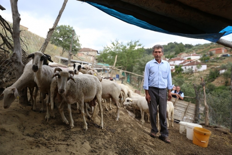 Göçten Vazgeçip Hayvancılığa Başladılar