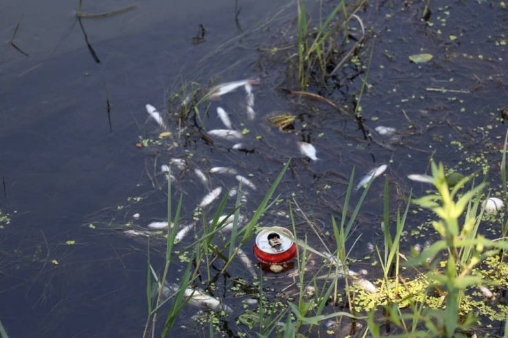 Sakarya’nın Çark Deresi’nde Toplu Balık Ölümleri Meydana Geldi