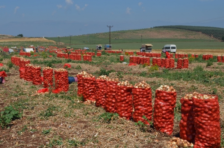 Amik Ovası’nda Soğan Hasadı