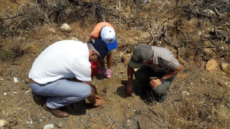 Datça’da Yanan Ormanlar Yerine Dikilen Fidanlar Sulandı
