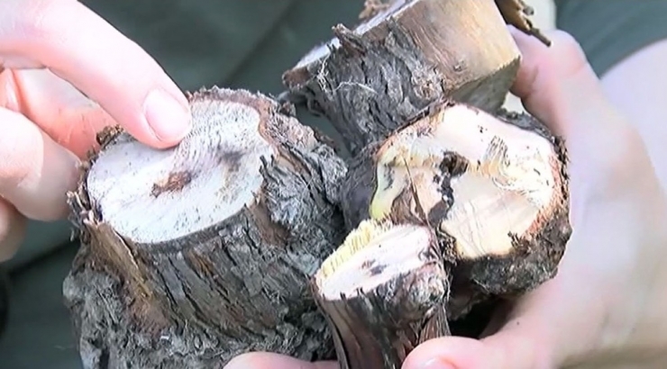 Bu Hastalık Üzüm Asmalarını Kurutuyor