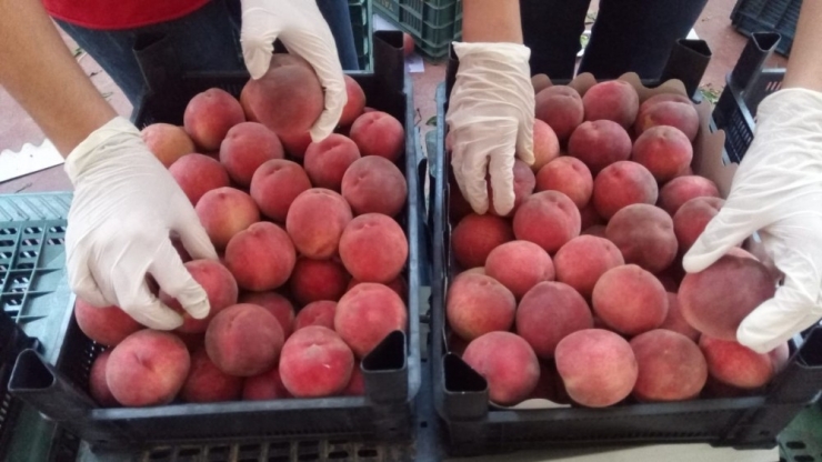 İhracatta Şeftali Ve Nektarin Bereketi