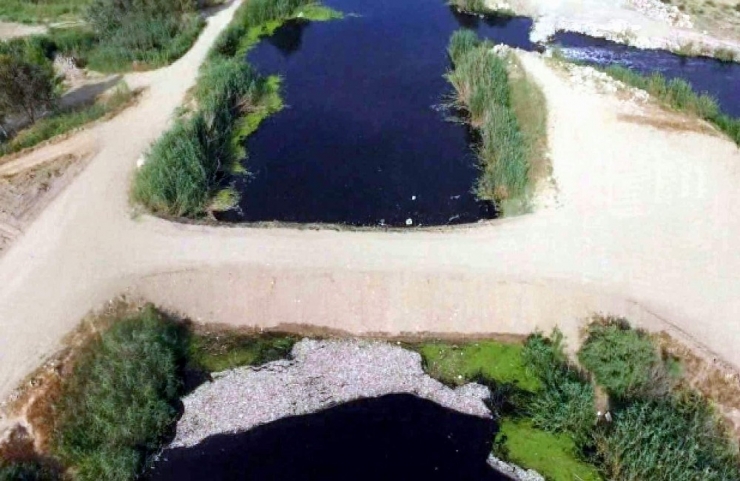 Balıklar Zehirlenmeden Değil Oksijen Yetersizliğinden Ölmüş