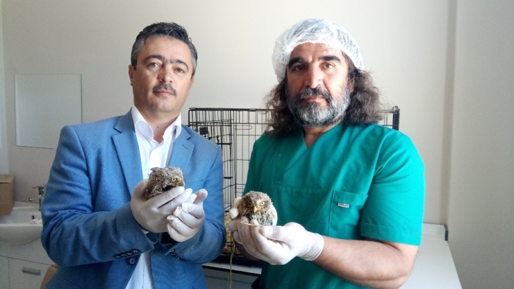 Yavru Kukumav Kuşları Tedavi Altına Alındı