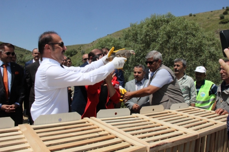 Yozgat’ta 3 Bin 500 Kınalı Keklik Doğaya Salındı