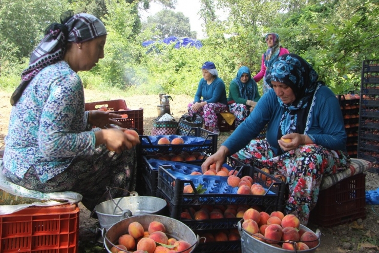 Bursa’da Şeftali Hasadı Ve Fiyatları Yüzleri Güldürdü