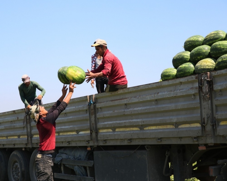 Karpuzun Rusya’ya İhracat Beklentisinde Hayal Kırıklığı