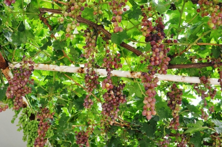 Sarıgöl’de Haziran Üzümü İlgi Gördü
