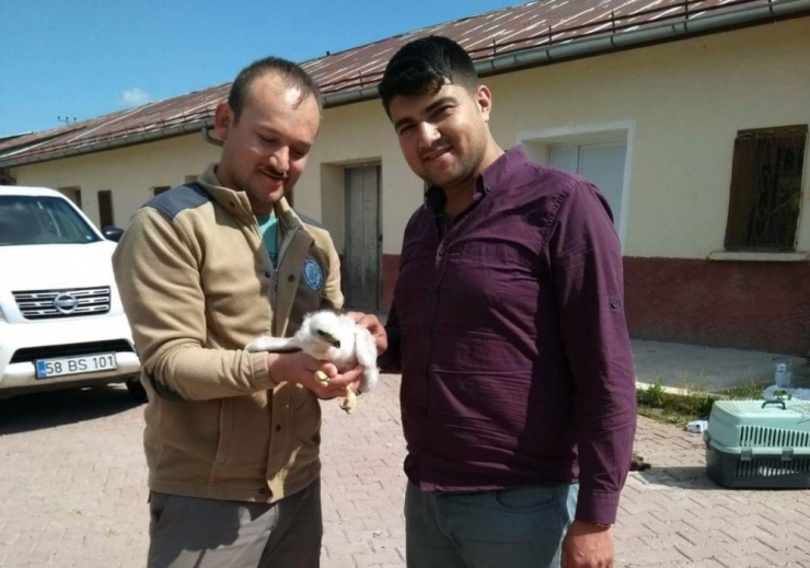 Sivas’ta Kaçakçılardan Kurtarılan Yavru Kartal Şanlıurfa’da Koruma Altına Alındı
