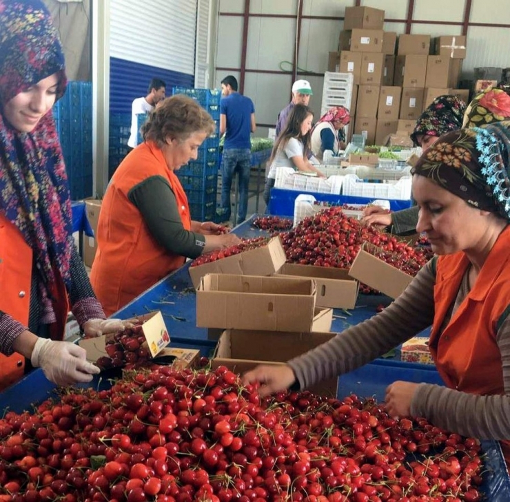 Kiraz 25 Gün Erken Olgunlaştı Fiyatlar Dalgalandı