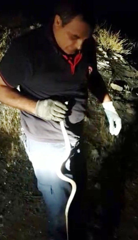 Eve Giren Yılan Doğal Yaşamına Bırakıldı
