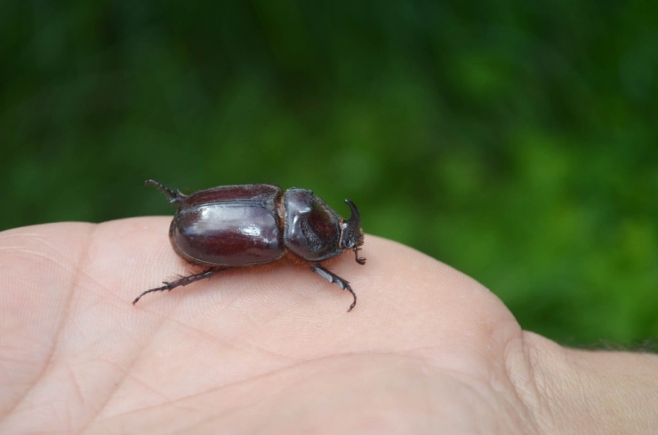 Dünyanın En Güçlü Böceği Çemişgezek’te Görüntülendi
