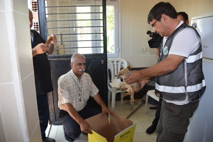 Ölmek Üzere Bulunan Yavru Tilkiye Belediye Sahip Çıktı