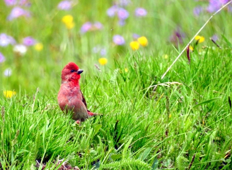 Ardahan’da 90 Kuş Türüne Rastlandı