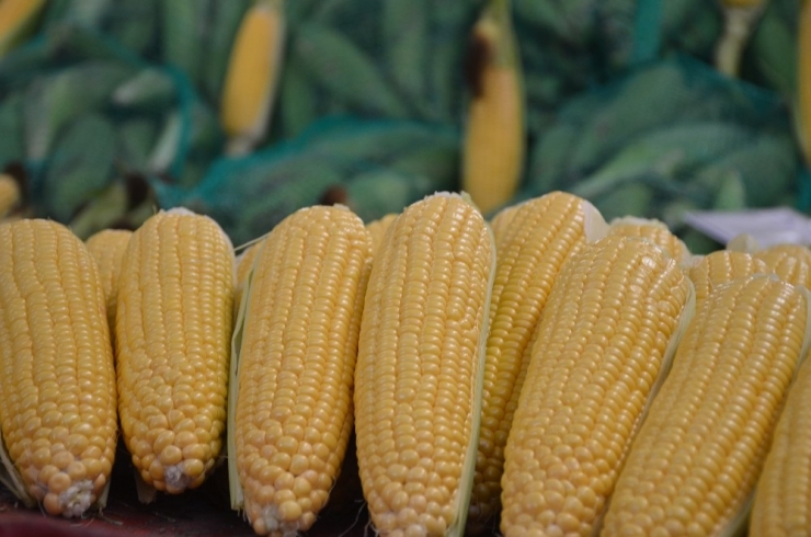 Süt Mısır Tanesi 1 Tl’den Tezgahlarda