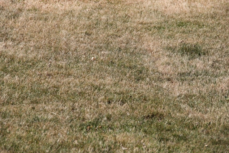 Elazığspor’da Tesislerin Çimleri Kurudu