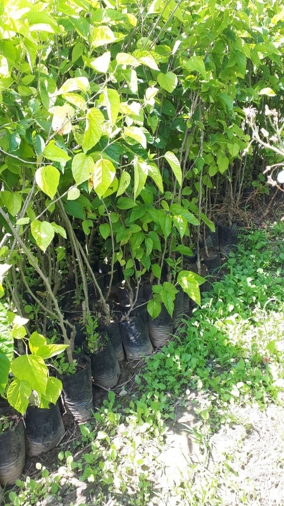 Burhaniye’de Karadut Projesine İlgi Büyük