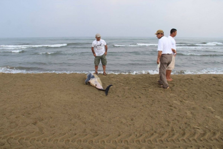 Pamucak Sahilinde Ölü Yunus Bulundu