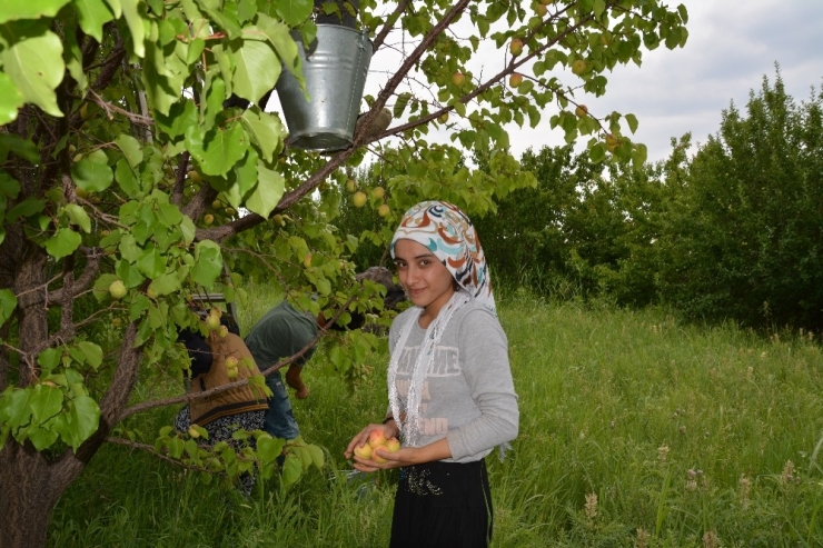 Iğdır’da Dolu Yağışı Kayısıyı Vurdu