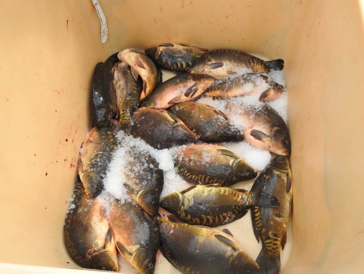 Salihli’den Slovakya’ya Aynalı Sazan İhracatı