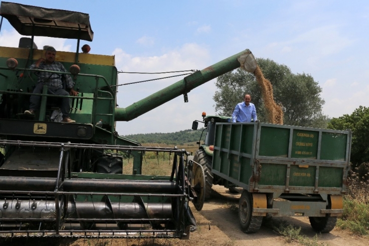 Adana’da Nohut Ekim Alanları Arttı