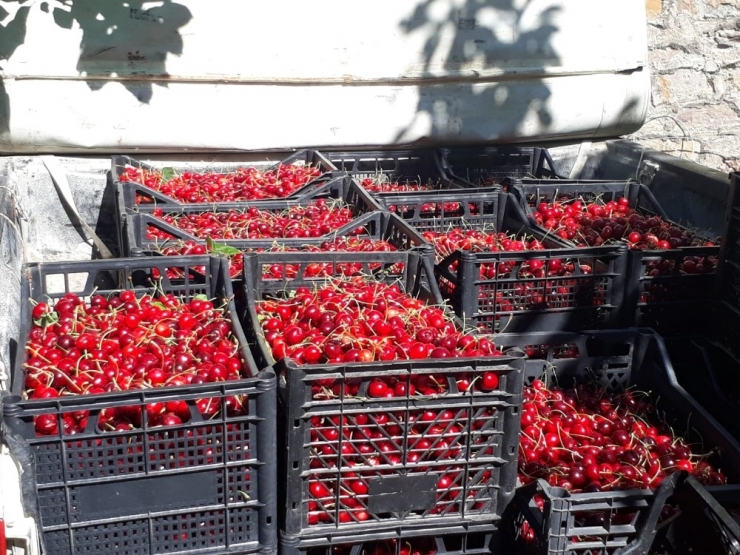 Artvin’de Kiraz Hasadı Başladı