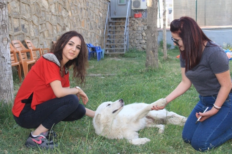 Hakkarili Sanatçıların Köpek Sevgisi