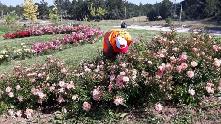 Gölpark Gül Bahçesine Döndü