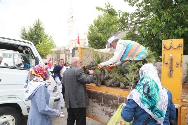 Mezarlıklarda 12 Bin 500 Fidan Dağıtıldı