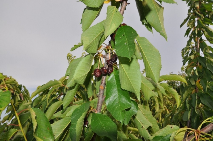 Kiraz Ve Vişneler Dalda Çürüyor
