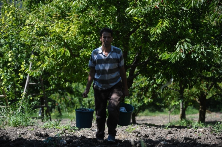 Bursa’nın Dağ Kirazı 8 Liradan İhracatı Bekliyor
