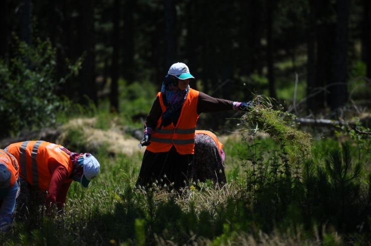 Bursa’nın Akciğerleri Gençleşiyor