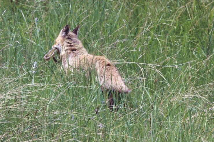 Belgesel Tadında Görüntüler