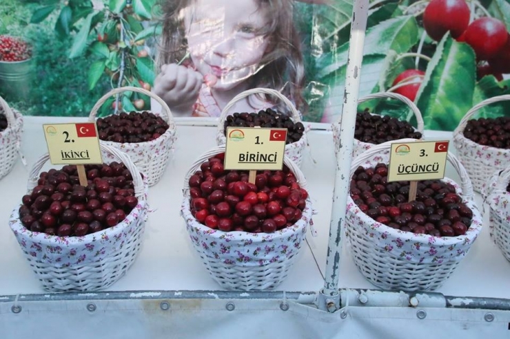 Kirazın Yüzde 7’si Amasya’dan