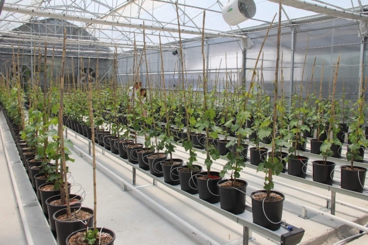 Üzüm Sektöründe İhracatı Katlayacak Proje