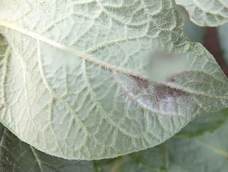 Patates Üreticilerine "Patates Mildiyösü Ve Böceğine" Uyarısı