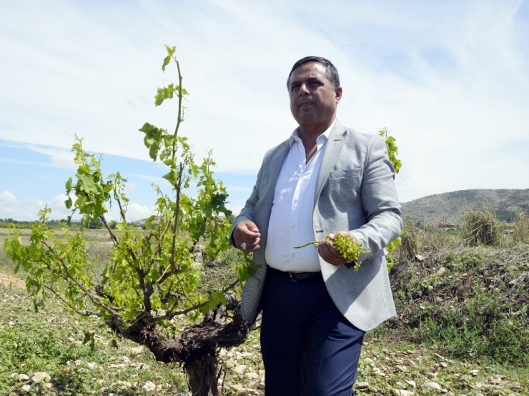 Denizli’nin Çal İlçesinde Tarıma Sel Darbesi