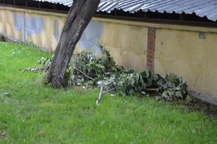 Bozüyük’te Ihlamur Ağaçları Talan Ediliyor
