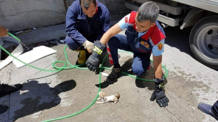 İtfaiye Yaralı Kediyi Kalp Masajıyla Hayata Döndürdü